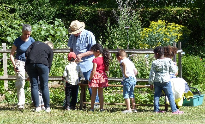 Plantation de petits pois